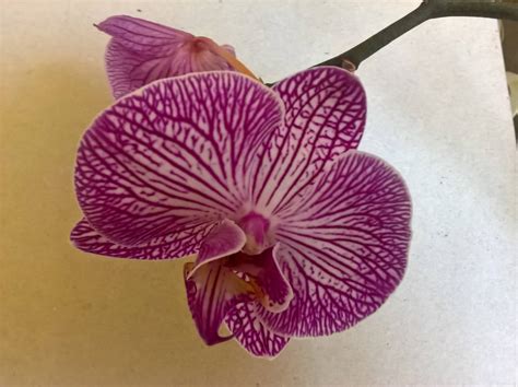 Transforming spaces with Phalaenopsis magic art